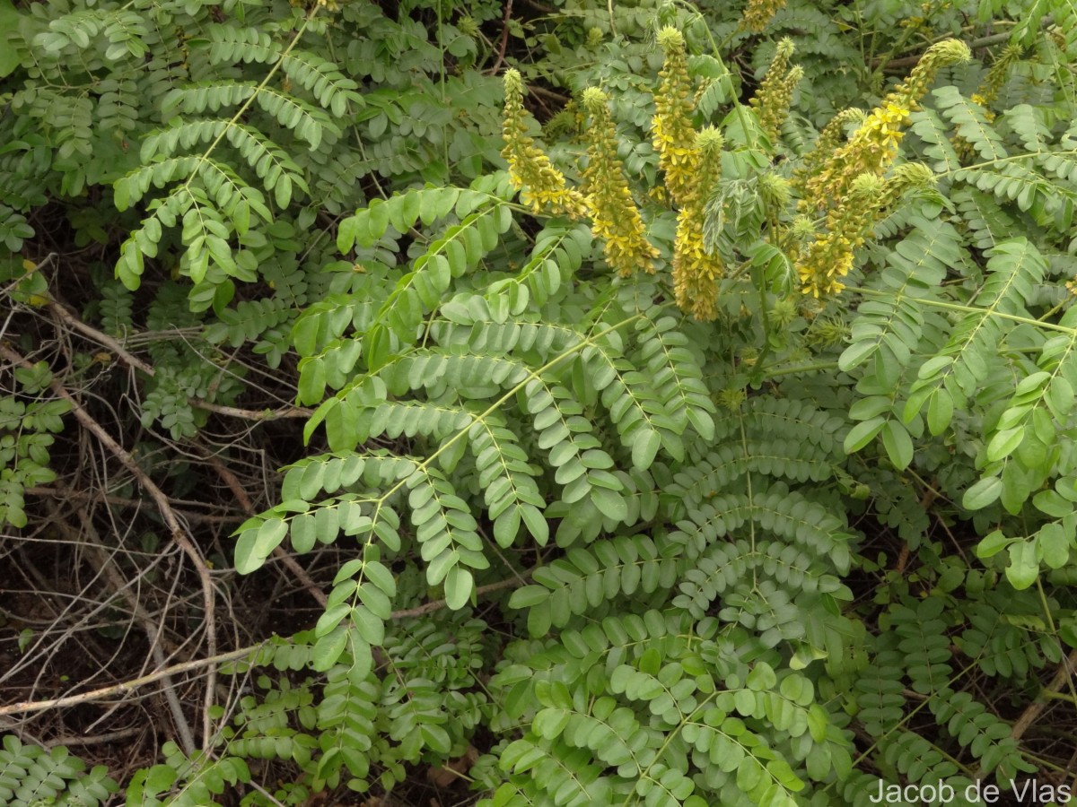 Guilandina bonduc L.